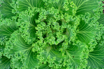 Closeup of a vibrant green organic kale growing in an urban garden. The ripe superfood vegetable has long thick curly leaves growing from a center stem. The wrinkled leaf has curls and is textured.