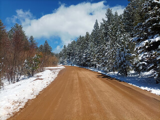 Road in winter forest