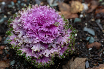 A head of an ornamental cabbage plant with vibrant, broad, flat pink leaves and green edges. The...