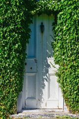 The exterior facade of a vintage brick style house is covered in lush green English ivy. The invasive creeping vine plant is covering the panel door of the outside of the historic building.  