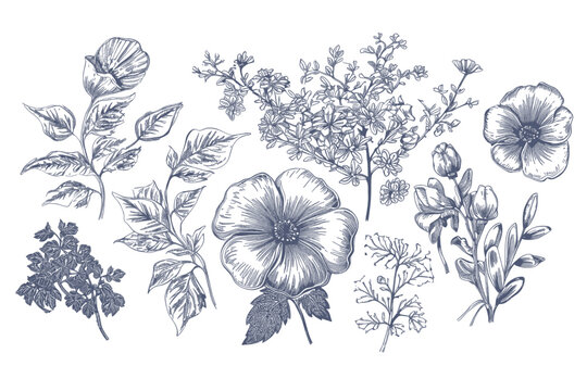 Floral set of hand drawn flowers. Botanical line art wallpaper with flowers, branches eaves. Pastel watercolor floral design for banner, prints, wall art and home decor, wedding invitation