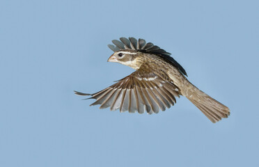 Fototapeta premium Rose-breasted grosbeak (Pheucticus ludovicianus) female flying, during spring migration, Galveston, Texas, USA
