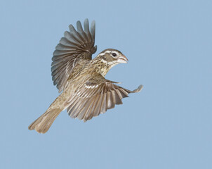 Rose-breasted grosbeak (Pheucticus ludovicianus) female flying, during spring migration, Galveston, Texas, USA