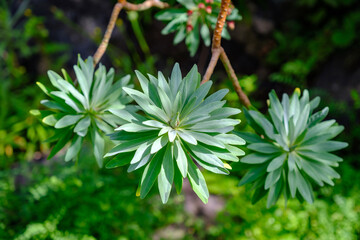 Euphorbia characias plant in the botany garden of Las Palmas de Gran Canaria closeup.