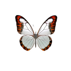 Brown and white butterfly on a transparent background. 
