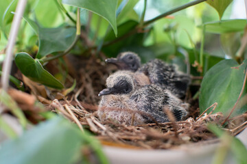 Baby birds in a nest in a hanging basket plant. Baby doves. Baby pigeons sleeping in their nest