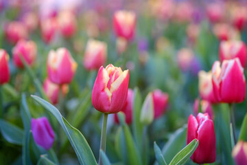 Beautiful scarlet tulip on a blurred background, closeup of a red tulip flower with selective focus, beautiful floral background.