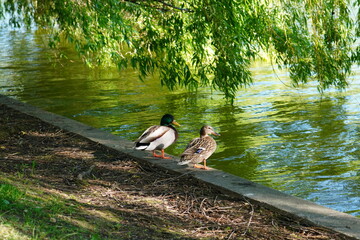 Pair of male and female mallard ducks on lake shore in the mating season in Titan park in Bucharest
