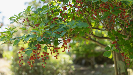 ベニドウダン(紅満天星)の花