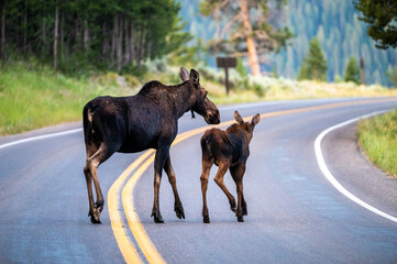 Mama Moose Scoots Calf Off of Road