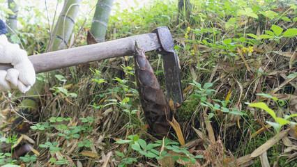 タケノコの収穫　イメージ