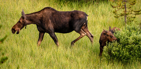 Naklejka na ściany i meble Mother Moose and Calf Graze in Meadow in Grand Teton