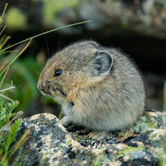 Naklejka na ściany i meble Pika Looking Like it is Pondering A Thought With Paw On Chin