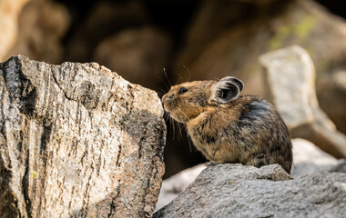 Profile of Pika Sitting on Granite Stone