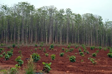 teak wood in the forest