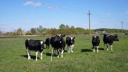 Fototapeta premium cows graze in the meadow
