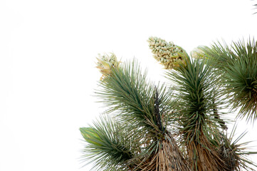 Joshua Tree flower. Yucca brevifolia is a plant species belonging to the genus Yucca. It is tree-like in habit, which is reflected in its common names. Joshua tree. - 601225257