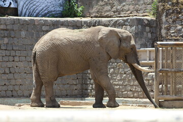 elefante © Geminesse