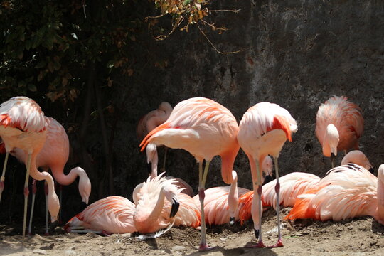 animales