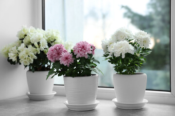 Beautiful chrysanthemum and azalea flowers in pots on windowsill indoors