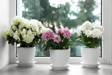 Gordijnen Beautiful chrysanthemum and azalea flowers in pots on windowsill indoors © New Africa
