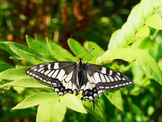 ゼンマイの葉で休むアゲハ蝶