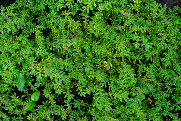 Fototapeta premium Selaginella is the sole genus in the family Selaginellaceae, the spikemosses or lesser clubmosses, a kind of vascular plant.