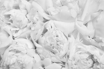 Beautiful white peony flowers as background, closeup