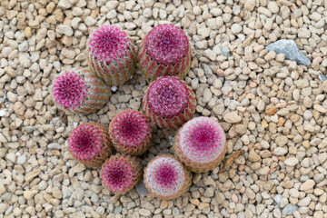 Echinocereus rigidissimus, commonly known as the Arizona rainbow cactus or rainbow hedgehog cactus is a solitary growing cactus, that rarely branches or offsets with age