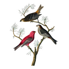 Botanical illustration of different types of birds with flowers on a white background	