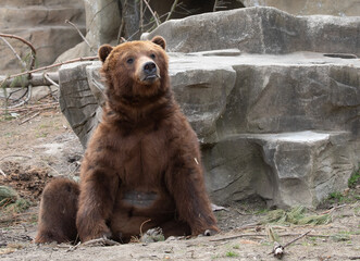 Grizzly Bear, In the Care of Experts: Captivating Photo of A Grizzly Bear Living in A Zoo.  Photography. 