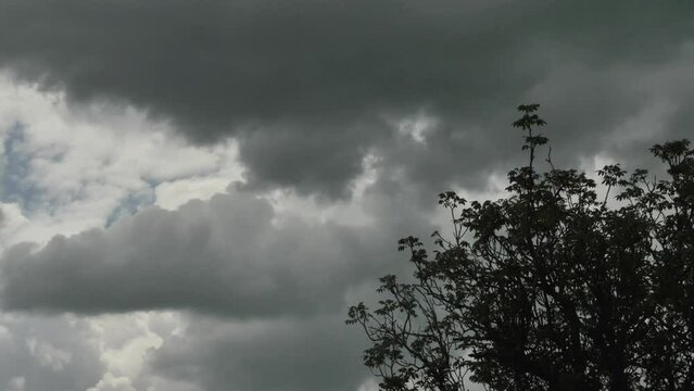 time lapse of darkening the sky from beautiful clouds over a spring walnut tree