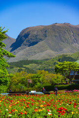 久住高原のビオラ