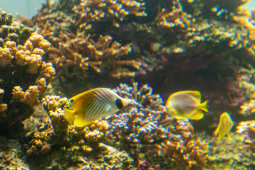 トゲチョウチョウウオとヘラルドコガネヤッコ