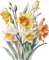 Bouquet of daffodils and narcissus on white background