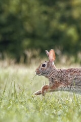 Eastern cottontail. silvylagus floridanus