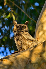 Great-horned Owl with Large Eyes Rolling