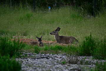  Columbian black-tailed deer (Odocoileus hemionus columbianus)  family resting