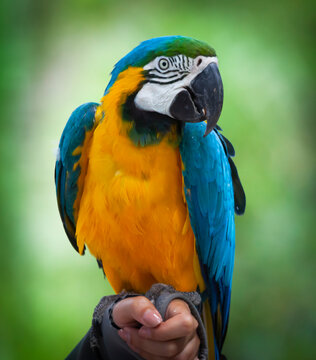 Blue and yellow Macaw native to Latin America. Large South American parrot with mostly blue top parts and light orange underparts, with gradient hues of green on top of its head.