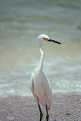 Adult snowy egret (Egretta thula) bird walking on sand in tidal estuary, Gulf of Mexico, Florida, North America