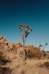 Joshua Tree Landscape, Joshua Tree National Park, California, United States