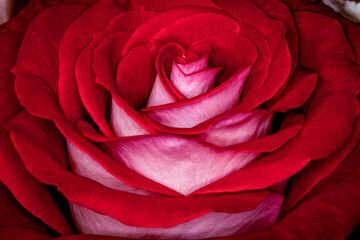 Naklejka premium Red, White and Pink Rose