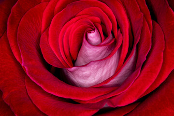 Naklejka premium Red, White and Pink Rose