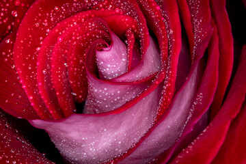 Red, White and Pink Rose