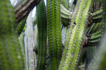 Cactuses close-up in a botanical garden 