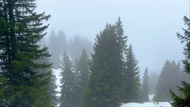 Fir Forest on a misty and foggy day - travel photography