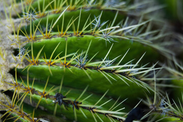 Cactuses close-up in a botanical garden 
