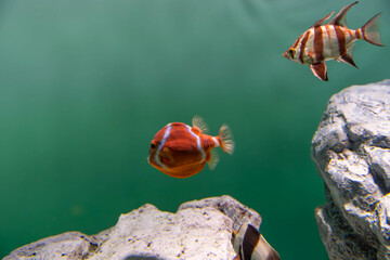 ホワイトバード　ボックスフィッシュとオールドワイフ