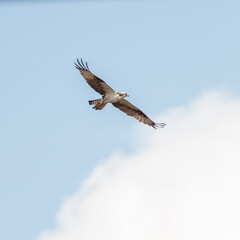 An osprey soaring in flight through the sky
