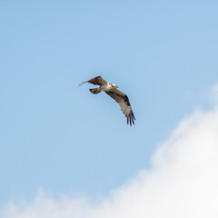 An osprey soaring in flight through the sky